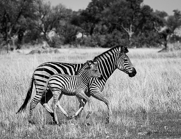 Burchell's Zebra