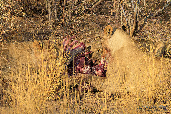 Lions eating a kudu