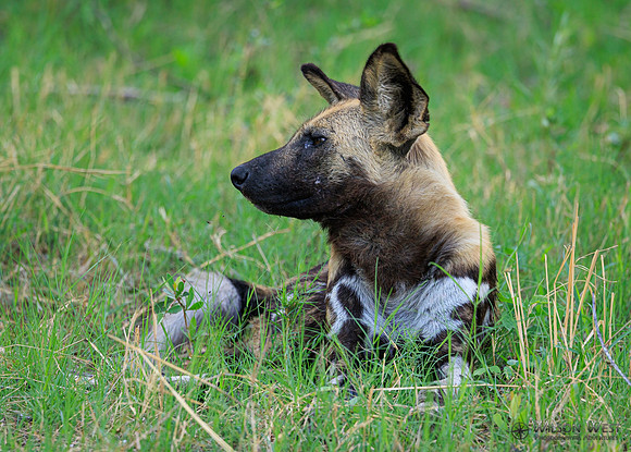 African Wild Dog