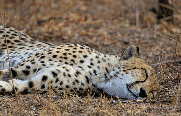 Cheetah