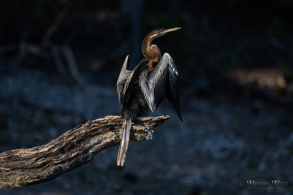 African Darter