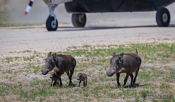 Warthog