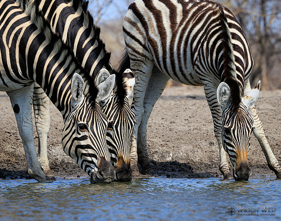 Burchell's Zebra