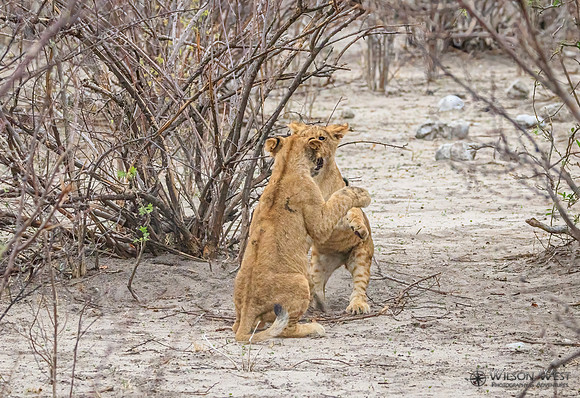 Lion