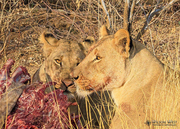 Lions eating a kudu