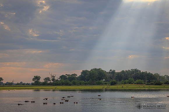 Sun Rays, Hippopotamus