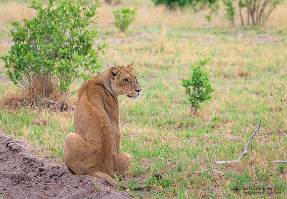 Lion