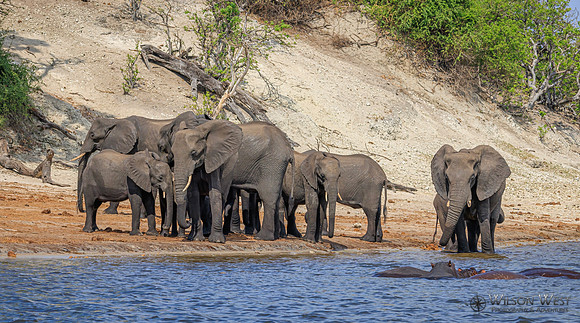 Elephant