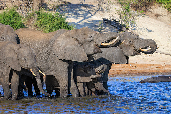 Elephant