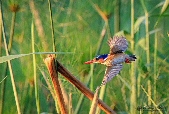 Malachite Kingfisher