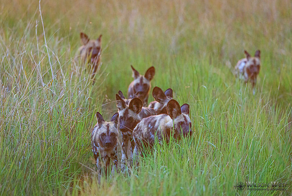 African Wild Dog