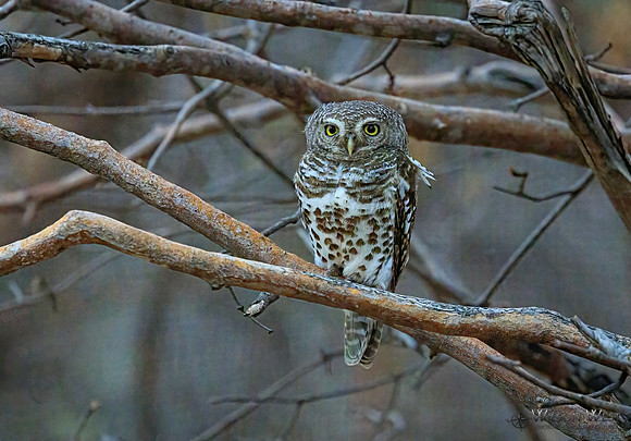 African Barred Owlet