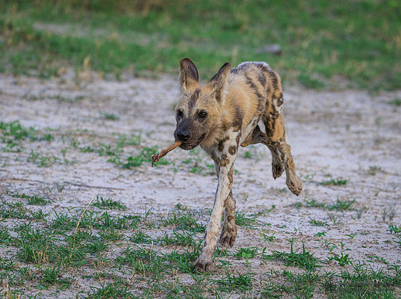African Wild Dog