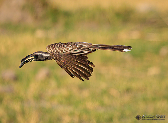 Gray Hornbill