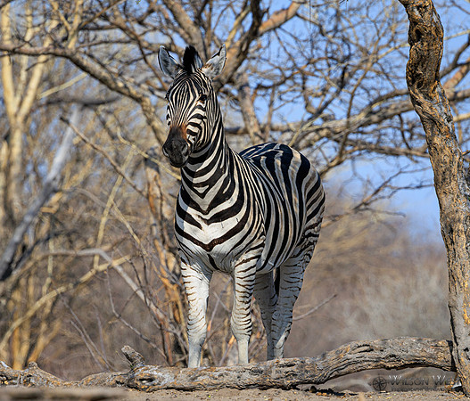 Burchell's Zebra