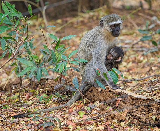 Vervet Monkey
