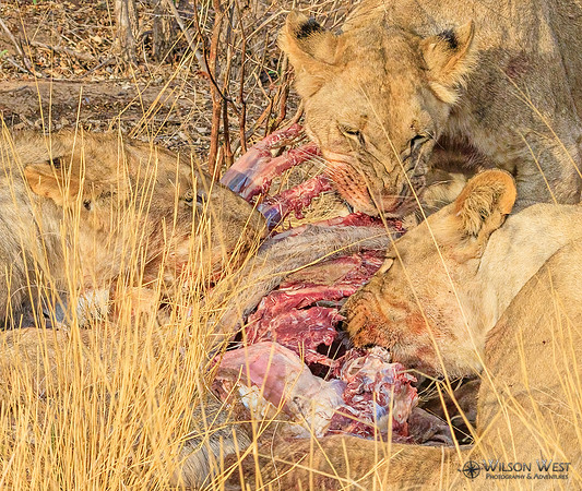 Lions eating a kudu