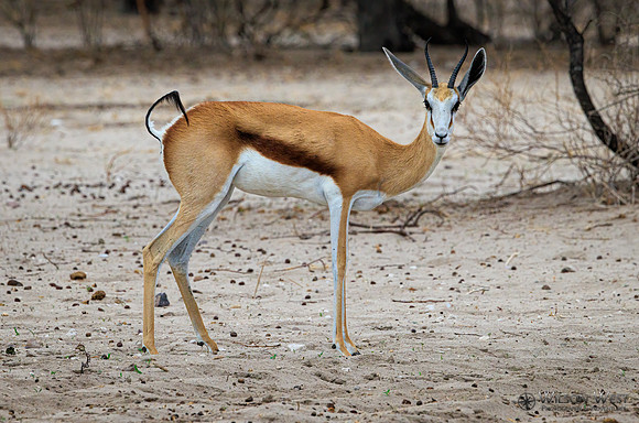 Springbok