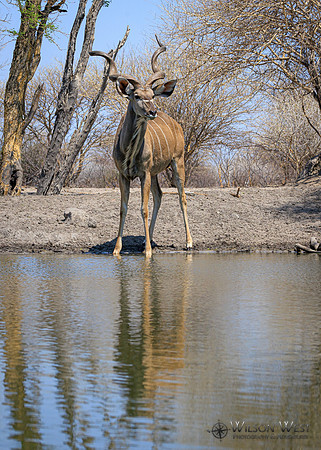 Greater Kudu