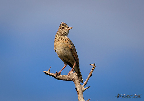 Rufous-naped Lark