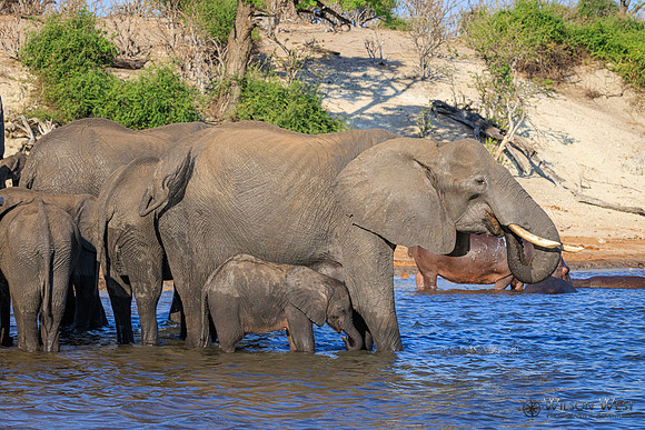 Elephant