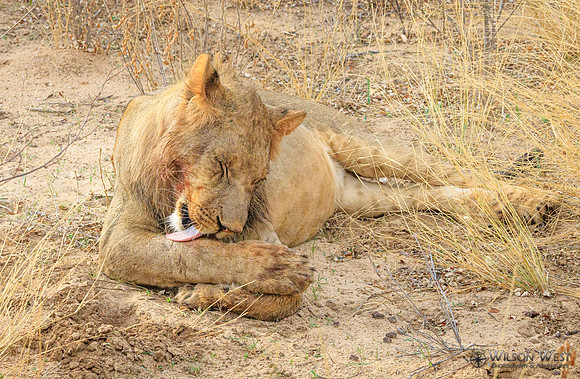 Lion