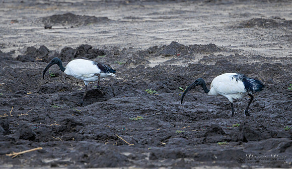 Sacred Ibis