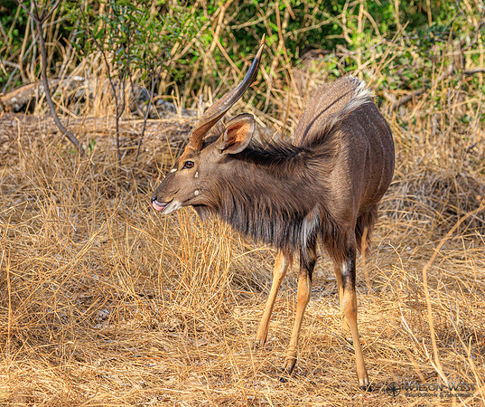 Nyala