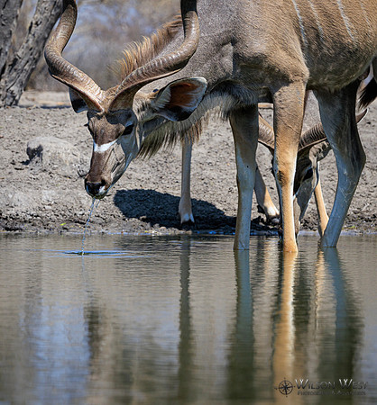 Greater Kudu