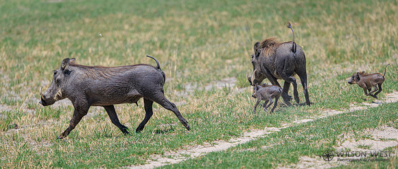 Warthog
