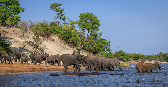 Elephant