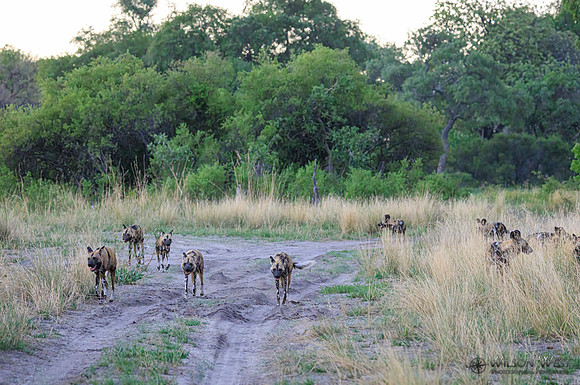 African Wild Dog