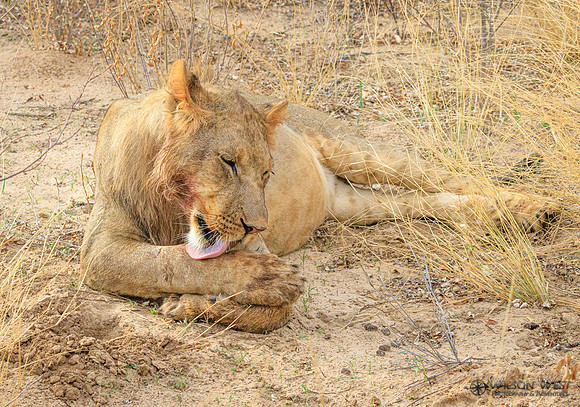 Lion