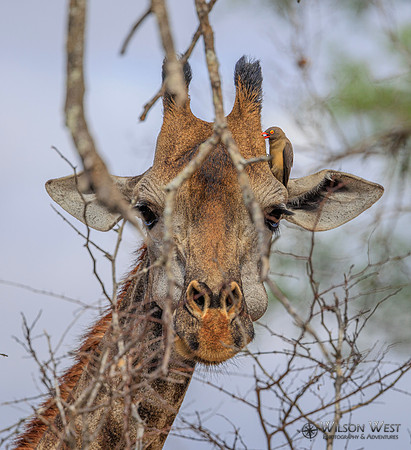 Giraffe, Red-billed Oxpecker