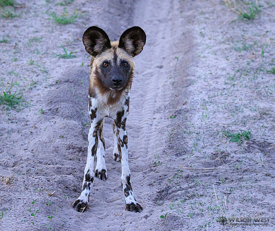 African Wild Dog