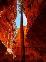 America's Magnificent NPs 5-2014