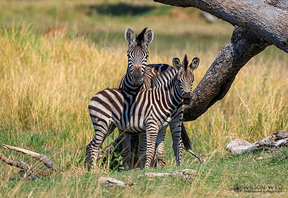 Burchell's Zebra