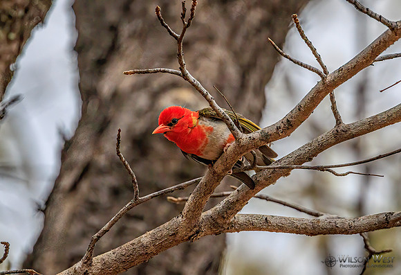 Red-headed Weaver