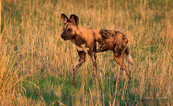 African Wild Dog