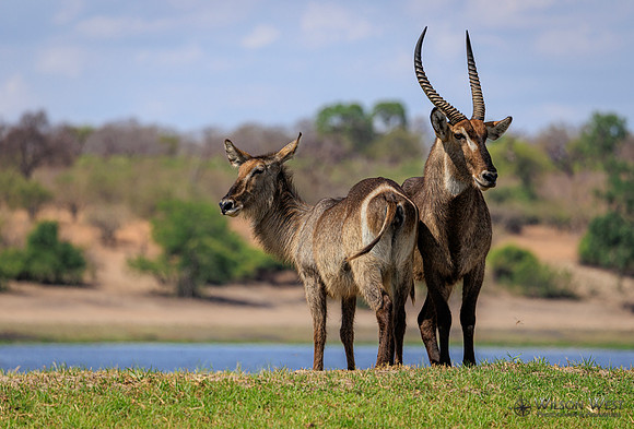 Common Waterbuck