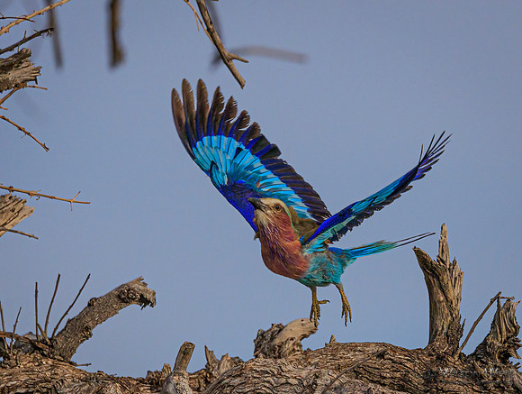 Lilac-breasted Roller