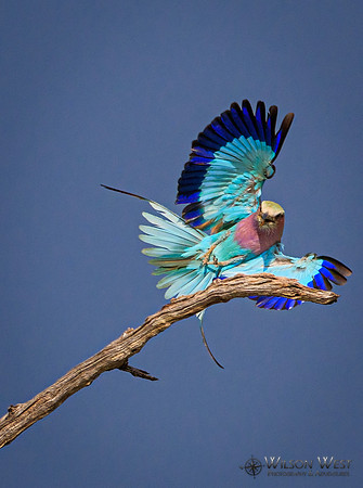 Lilac-breasted Roller