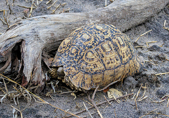 Leopard Tortoise