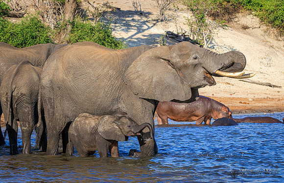 Elephant