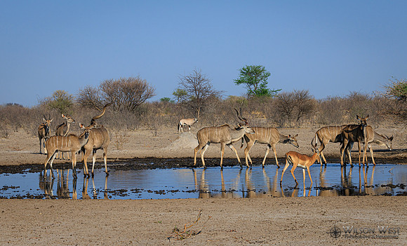 Greater Kudu, Impala