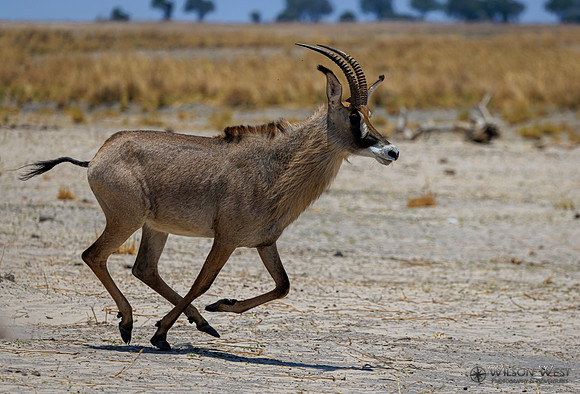 Roan Antelope