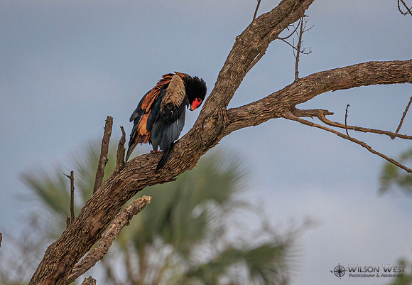 Bateleur
