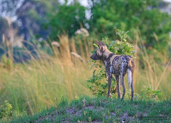 African Wild Dog