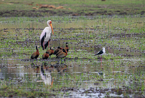 Black-winged Stilt, White-faced Whistling Duck, Yellow-billed Stork