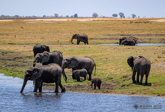 Elephant